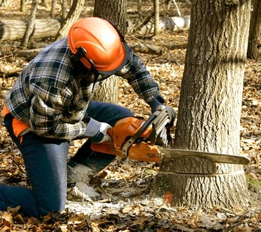 Tree Removal in Bear Creek, WI